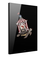 Searcus Turtle acrylglass