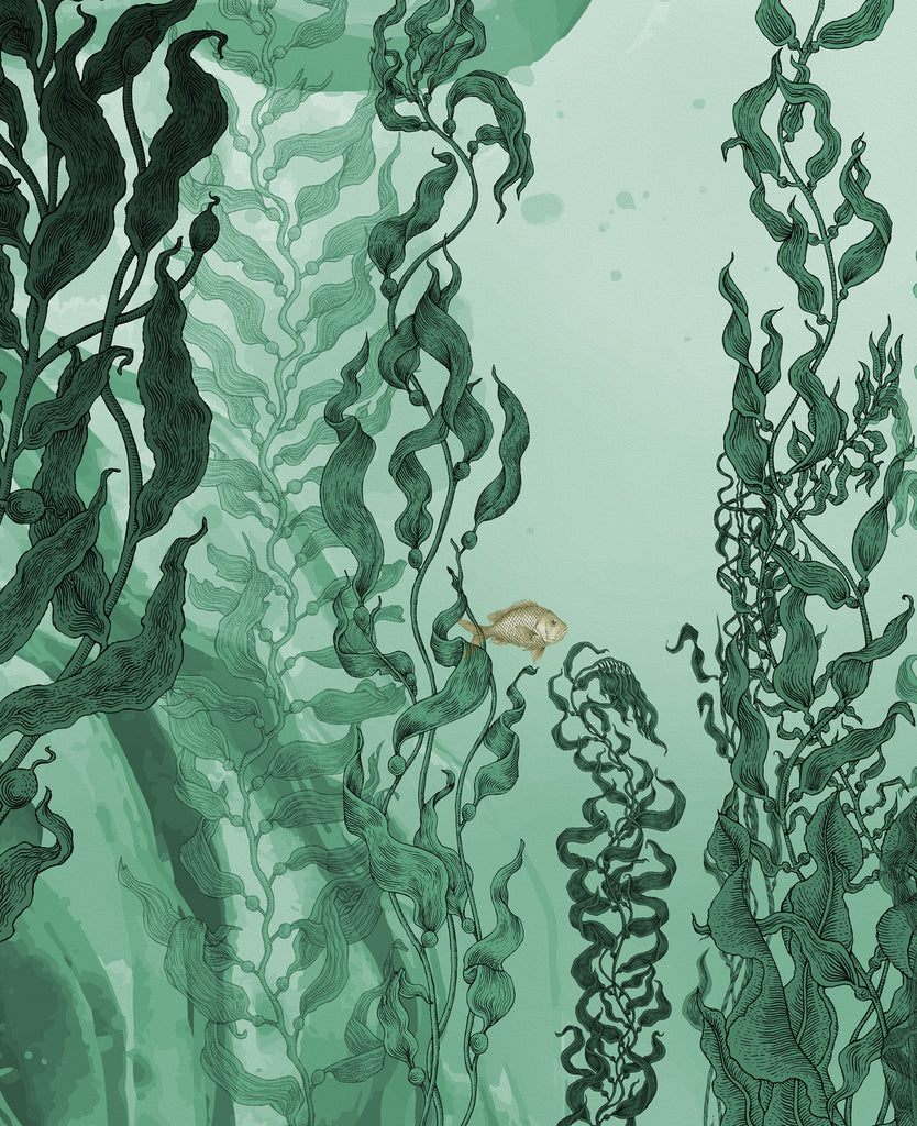 Gorgeous Where Can I Buy Kelp Scene in 4K Gorgeous Where Can I Buy Kelp Scene in 4K