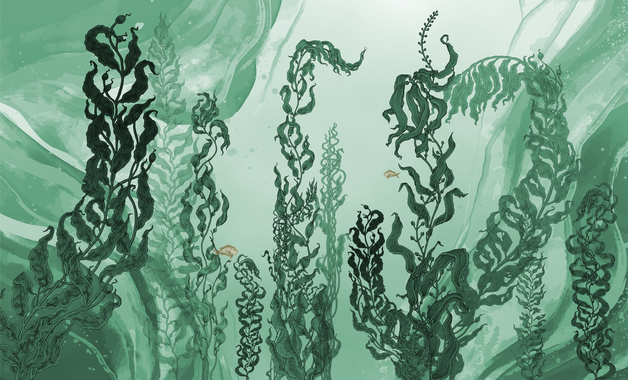 Kelp forest wallpaper – www.aquaticcreatures.com